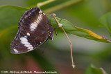 Great Eggfly<br><i>Hypolimnas bolina ssp.</i>