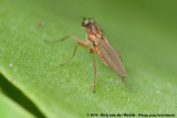 Yellow Spear-Winged Fly<br><i>Lonchoptera lutea</i>