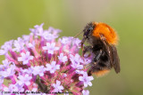 Common Carder Bumblebee<br><i>Bombus pascuorum moorselensis</i>