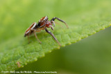 Jumping Spider spec.<br><i>Icius spec.</i>