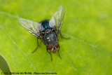 Blue Blowfly<br><i>Calliphora vicina</i>