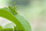 Common Speckled Bush-Cricket<br><i>Leptophyes punctatissima</i>