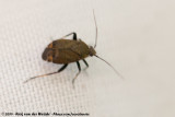 Mirid Bug<br><i>Polymerus nigrita</i>