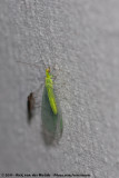 Green Lacewing<br><i>Chrysopa perla</i>