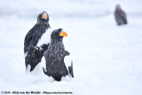 Stellers Sea Eagle<br><i>Haliaeetus pelagicus</i>