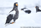 Stellers Sea Eagle<br><i>Haliaeetus pelagicus</i>