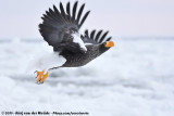 Steller's Sea EagleHaliaeetus pelagicus