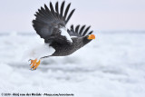 Stellers Sea Eagle<br><i>Haliaeetus pelagicus</i>