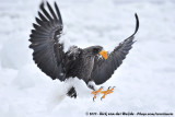 Steller's Sea EagleHaliaeetus pelagicus