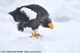 Stellers Sea Eagle<br><i>Haliaeetus pelagicus</i>