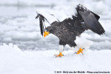 Stellers Sea Eagle<br><i>Haliaeetus pelagicus</i>