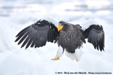 Steller's Sea EagleHaliaeetus pelagicus