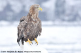 White-Tailed Eagle<br><i>Haliaeetus albicilla albicilla</i>