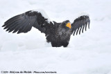 Steller's Sea EagleHaliaeetus pelagicus