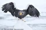 Stellers Sea Eagle<br><i>Haliaeetus pelagicus</i>