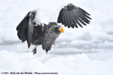 Stellers Sea Eagle<br><i>Haliaeetus pelagicus</i>