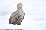 White-Tailed EagleHaliaeetus albicilla albicilla