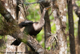 Anhinga<br><i>Anhinga anhinga leucogaster</i>