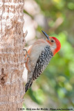 Red-Bellied Woodpecker<br><i>Melanerpes carolinus</i>