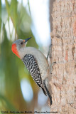 Red-Bellied Woodpecker<br><i>Melanerpes carolinus</i>