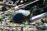 Peninsula Cooter<br><i>Pseudemys peninsularis</i>