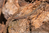 Tyrrhenian Wall LizardPodarcis tiliguerta tiliguerta