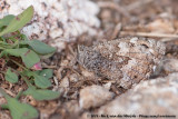 Southern Grayling<br><i>Hipparchia aristaeus aristaeus</i>