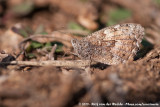 Southern Grayling<br><i>Hipparchia aristaeus aristaeus</i>