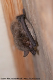 Geoffroys Bat<br><i>Myotis emarginatus emarginatus</i>