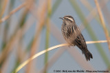 Yellow-Winged Blackbird<br><i>Agelasticus thilius thilius</i>