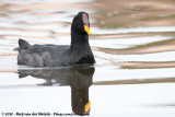 Red-Fronted Coot<br><i>Fulica rufifrons</i>