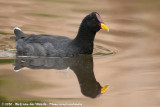 Red-Fronted Coot<br><i>Fulica rufifrons</i>