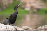 Neotropic Cormorant<br><i>Nannopterum brasilianus brasilianus</i>