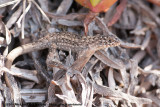 Shining Tree Iguana<br><i>Liolaemus nitidus</i>