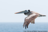 Peruvian Pelican<br><i>Pelecanus thagus</i>