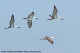 Peruvian Booby<br><i>Sula variegata</i>