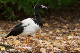 Magpie GooseAnseranas semipalmata