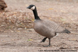 Cackling GooseBranta hutchinsii minima