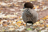 Maned DuckChenonetta jubata