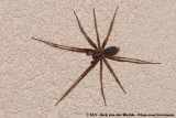 Giant House Spider<br><i>Eratigena atrica</i>