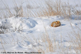 Sakhalin FoxVulpes vulpes schrencki