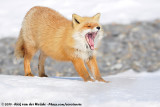 Sakhalin FoxVulpes vulpes schrencki