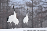 Red-Crowned Crane<br><i>Grus japonensis</i>