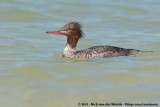 Red-Breasted Merganser<br><i>Mergus serrator</i>