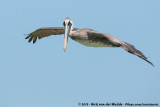 Brown Pelican<br><i>Pelecanus occidentalis carolinensis</i>