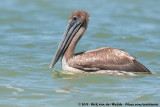 Brown Pelican<br><i>Pelecanus occidentalis carolinensis</i>