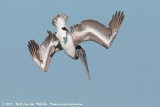 Brown Pelican<br><i>Pelecanus occidentalis carolinensis</i>