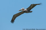 Brown Pelican<br><i>Pelecanus occidentalis carolinensis</i>