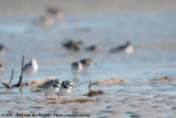 Piping Plover<br><i>Charadrius melodus ssp.</i>