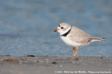 Piping Plover<br><i>Charadrius melodus ssp.</i>